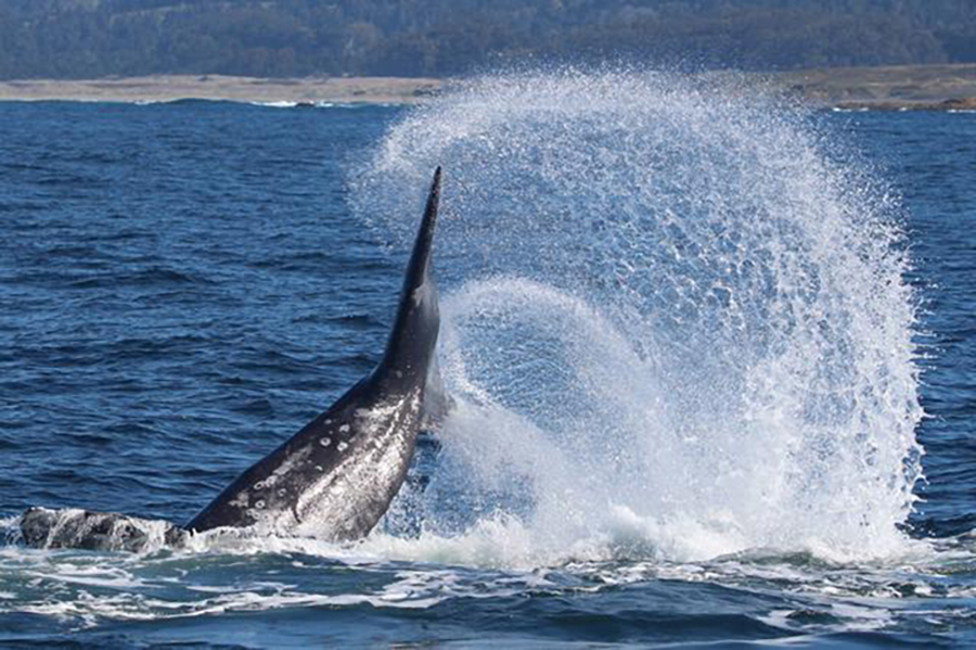 CAGreyWhale
