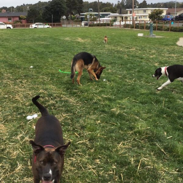 CV-Center-Dog-Park.jpg