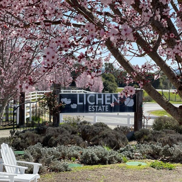 lichen